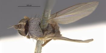 Media type: image;   Entomology 13431 Aspect: habitus dorsal view